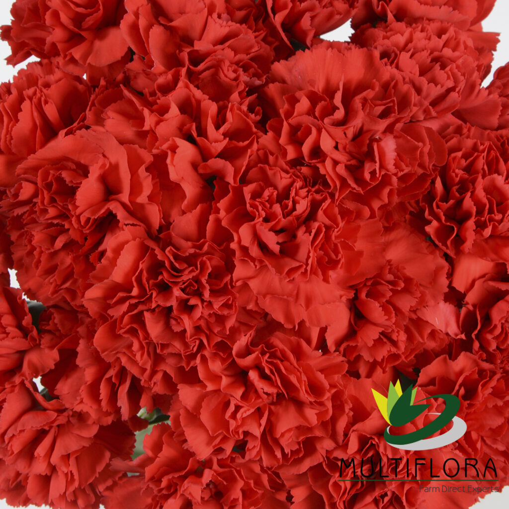 Carnations
