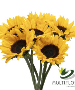 www.vistaflor.com sunbright sunbright 5