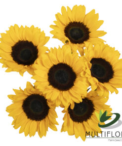 www.vistaflor.com sunbright sunbright 6