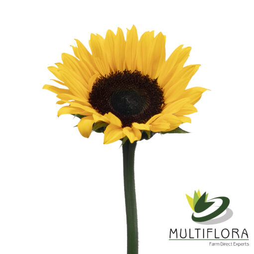 www.vistaflor.com sunbright sunbright 7