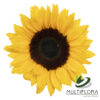 www.vistaflor.com sunbright sunbright 8