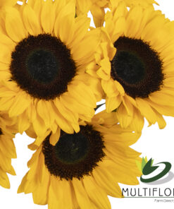 www.vistaflor.com sunbright sunbright 9