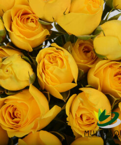 Spray Roses