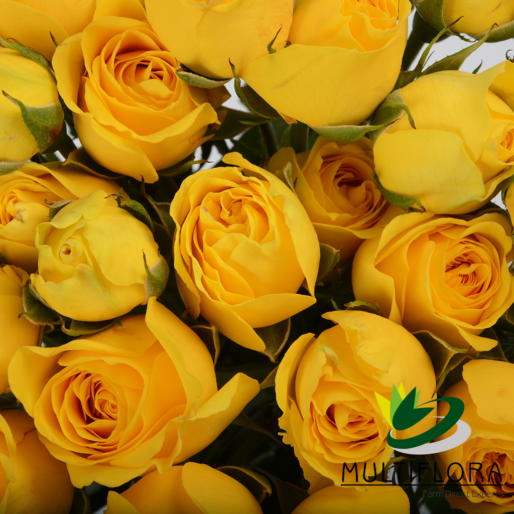 Spray Roses