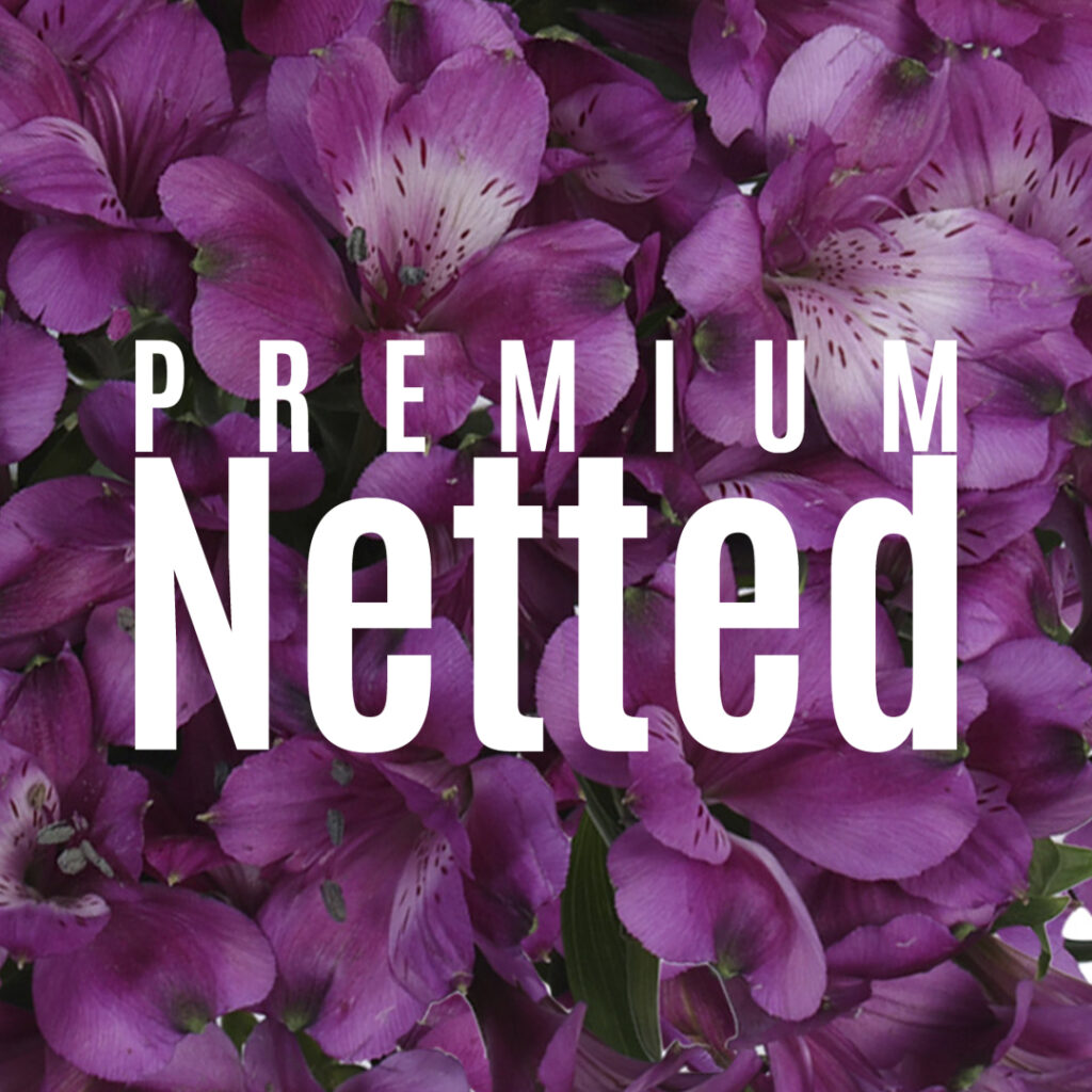 Alstroemeria Premium Netted
