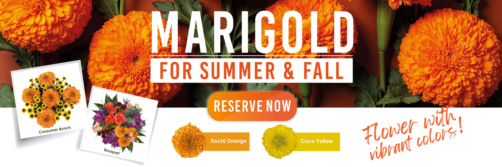 www.vistaflor.com banner marigold mf vf pf 2025