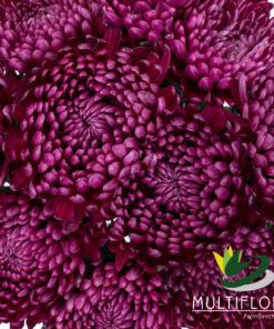 Mums & Cremones