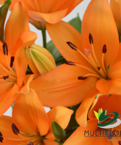 Lilies