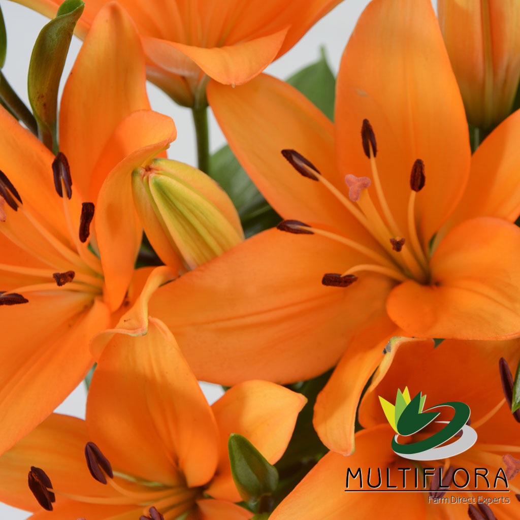 Lilies