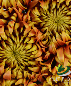 Spider Mums