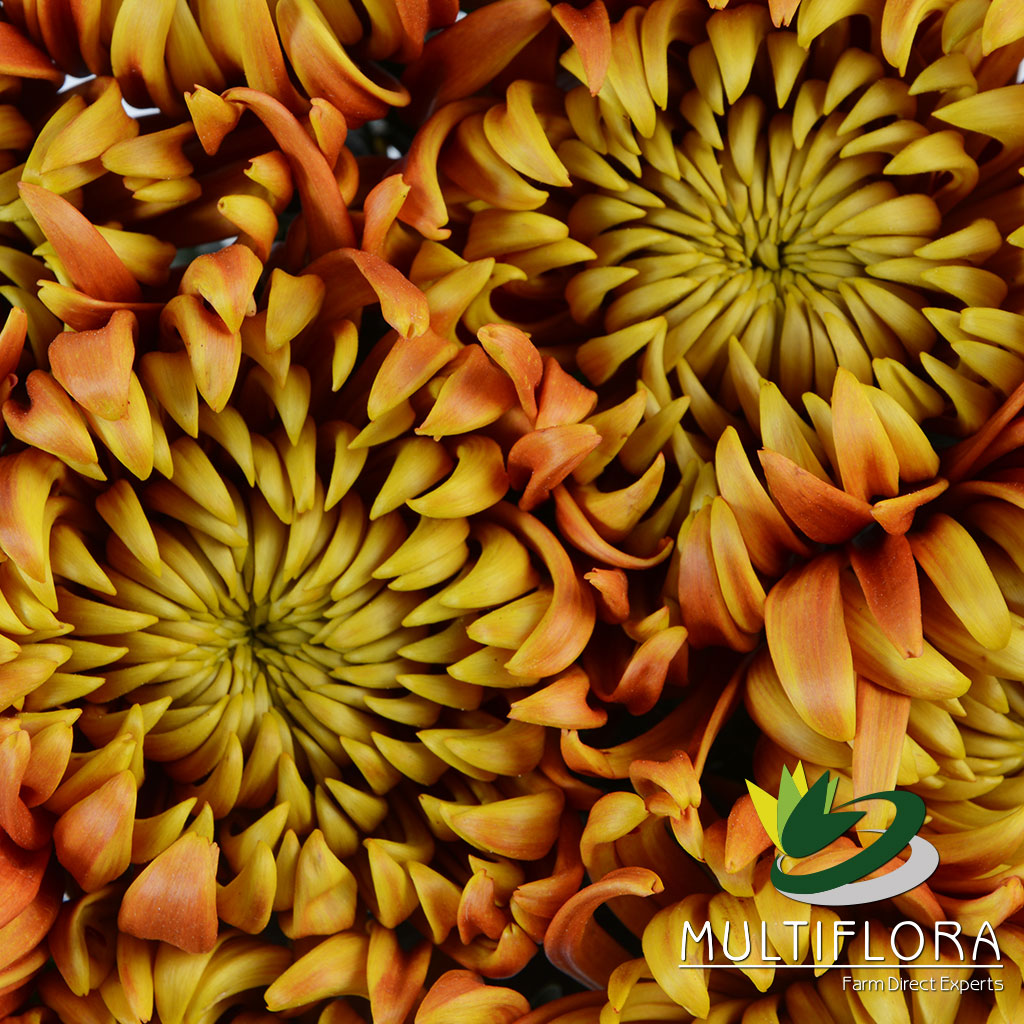 Spider Mums