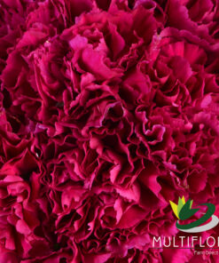 Carnations