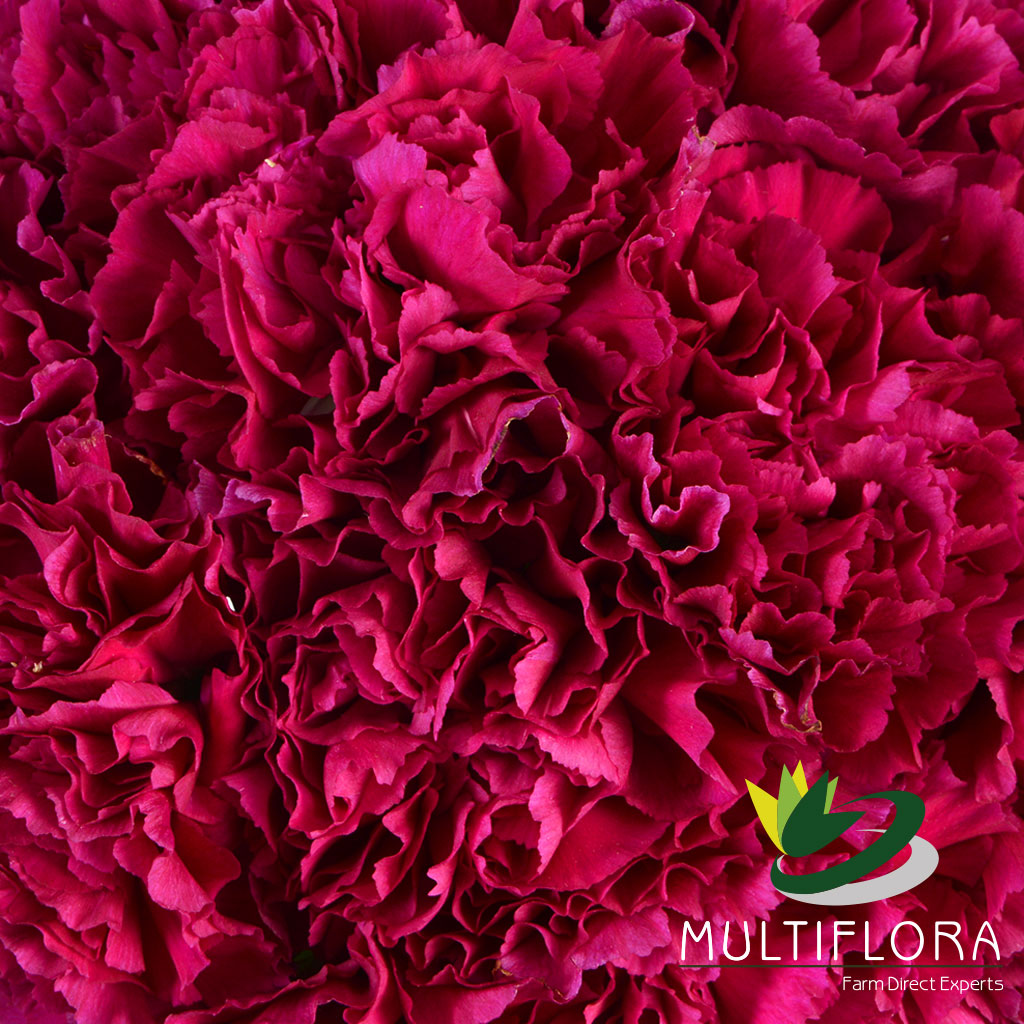 Carnations
