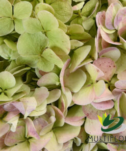 Hydrangeas