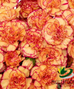 Mini Carnations