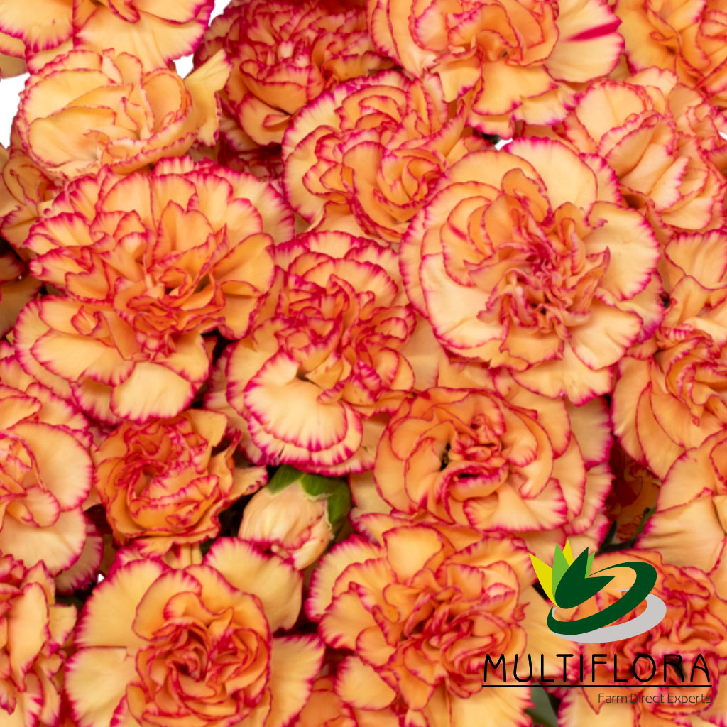 Mini Carnations