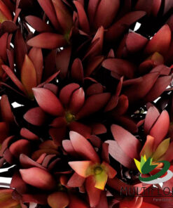 Leucadendron