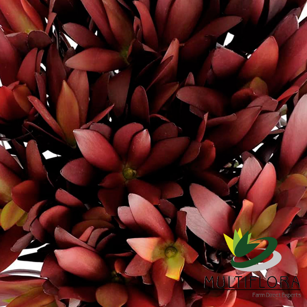 Leucadendron