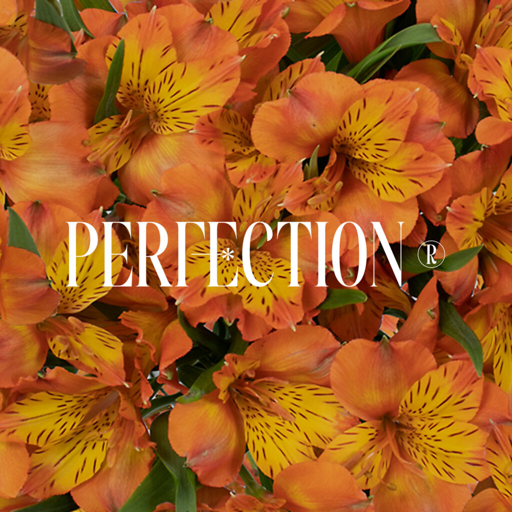 Alstroemeria Perfection