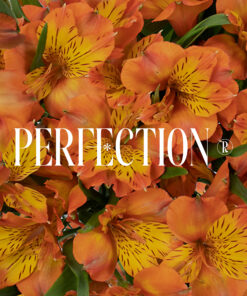 Alstroemeria Perfection