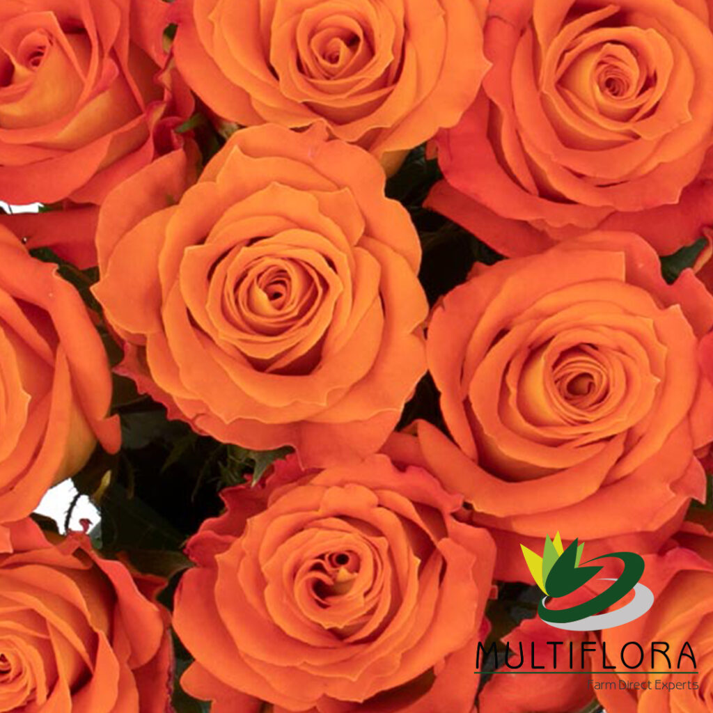 Roses
