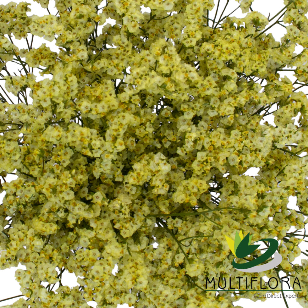 Limonium