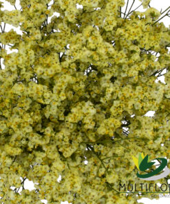 Limonium