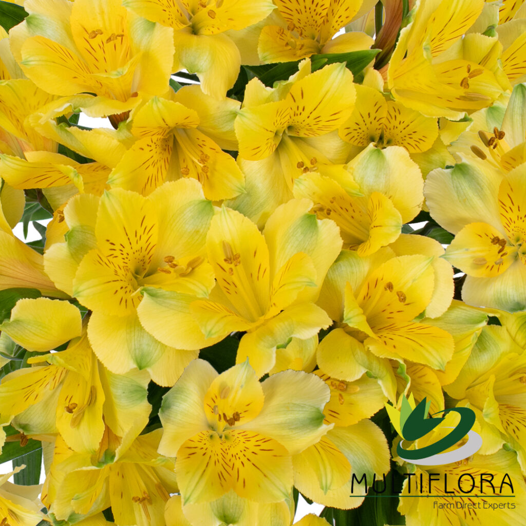 Alstroemerias