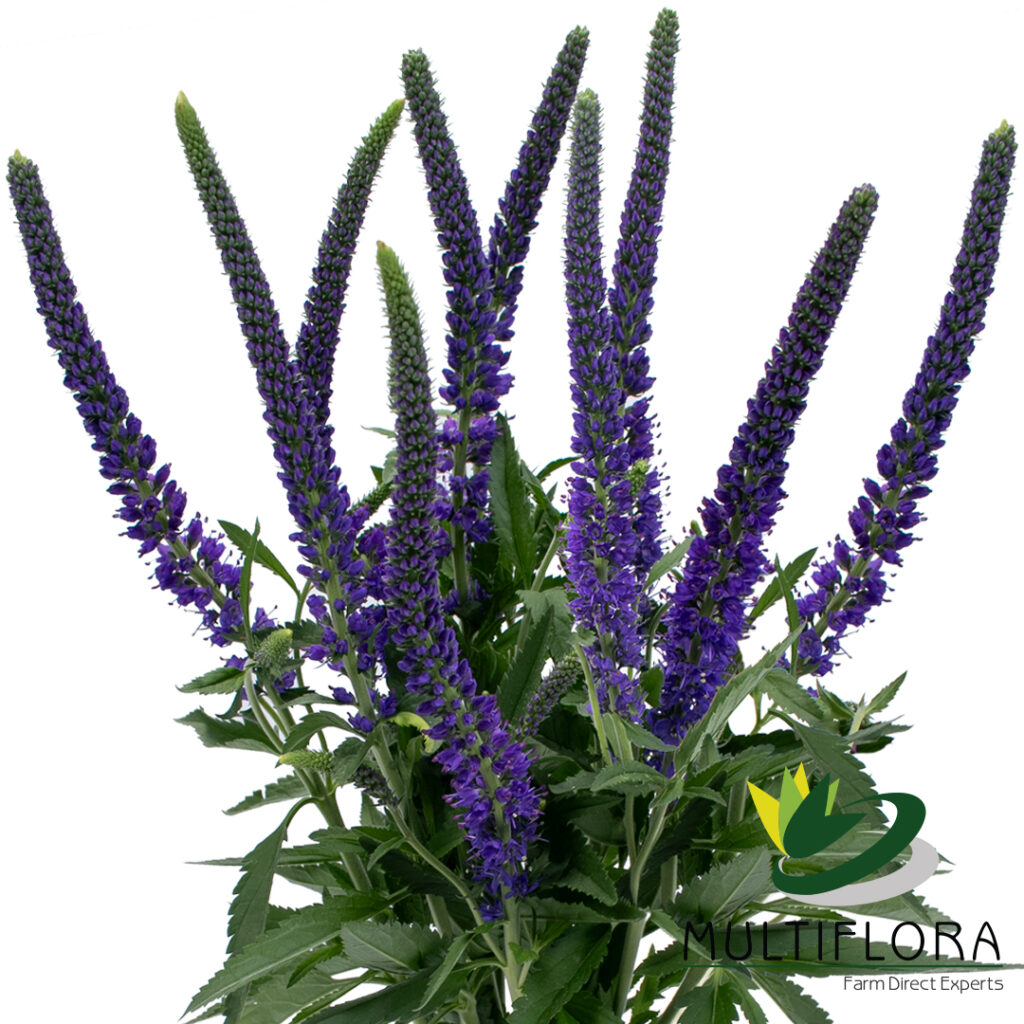 Veronica
