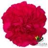 www.vistaflor.com bach bach