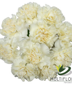 www.vistaflor.com rodas rodas 1