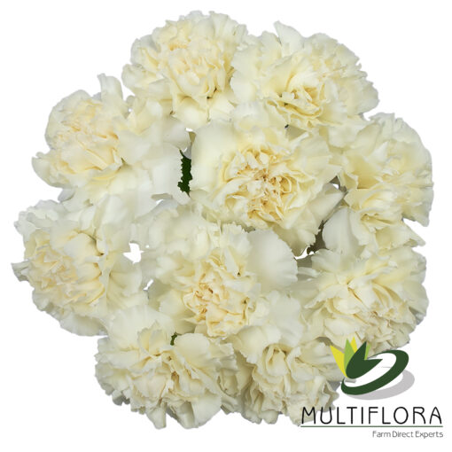 www.vistaflor.com rodas rodas 1