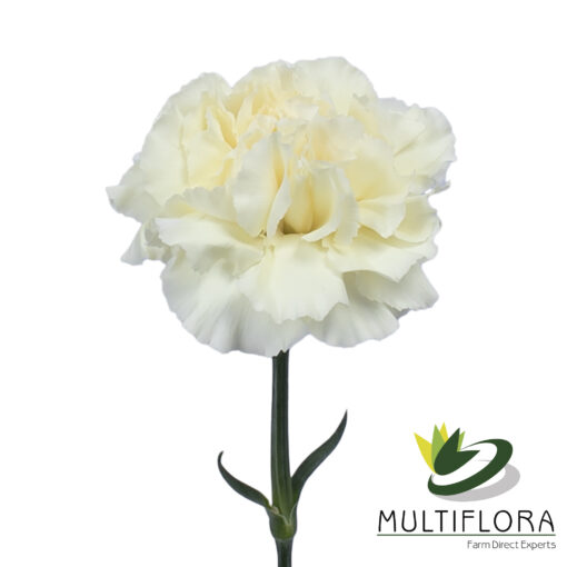 www.vistaflor.com rodas rodas 2