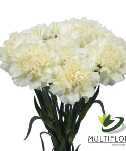 www.vistaflor.com rodas rodas