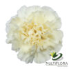 www.vistaflor.com rodas rodas 3