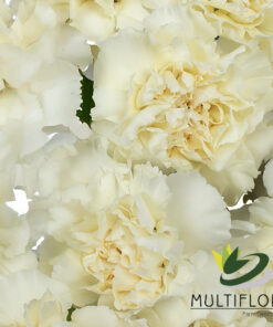 www.vistaflor.com rodas rodas 4
