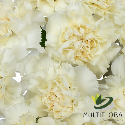 www.vistaflor.com rodas rodas 4