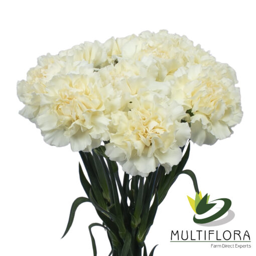www.vistaflor.com rodas rodas