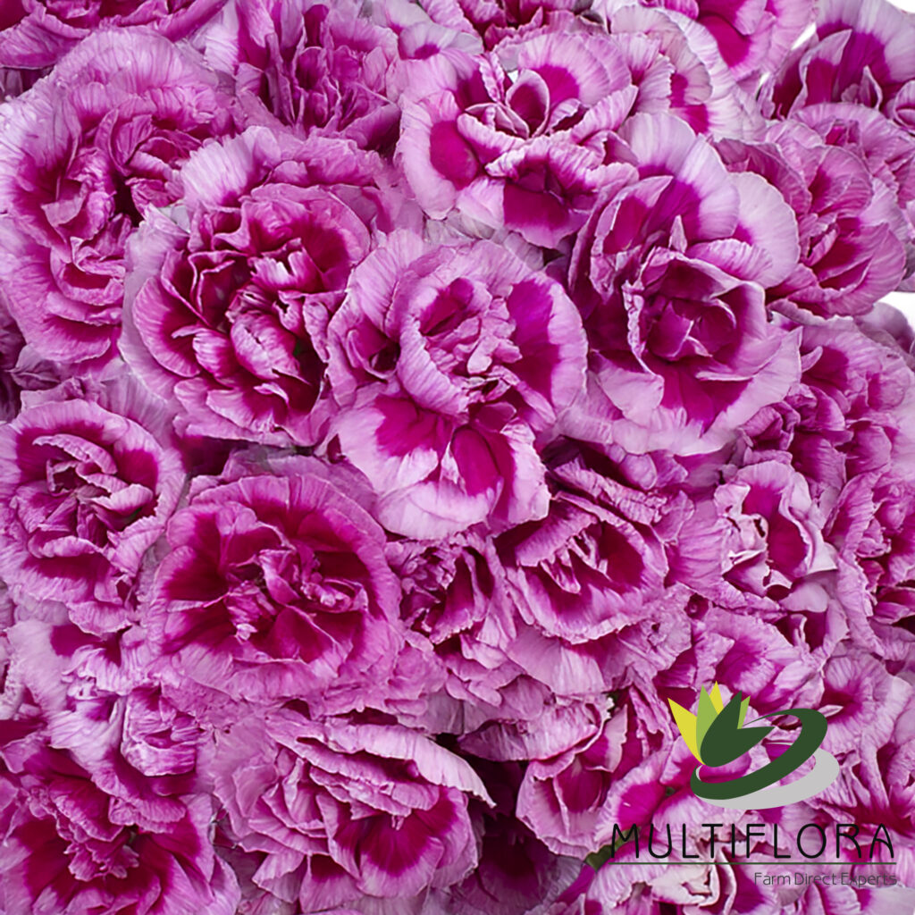 Mini Carnations