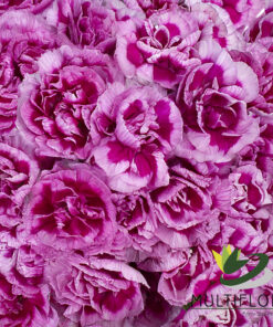 Mini Carnations