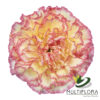 www.vistaflor.com yellow viana yellow viana 3