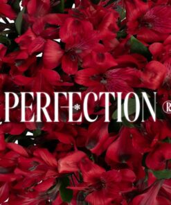 Alstroemeria Perfection
