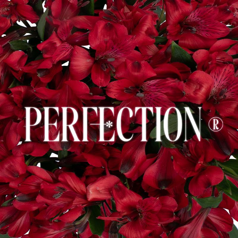 Alstroemeria Perfection