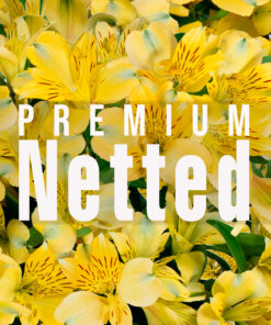 Alstroemeria Premium Netted