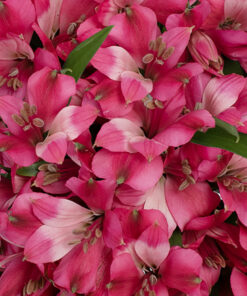Alstroemerias