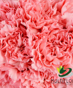 Carnations