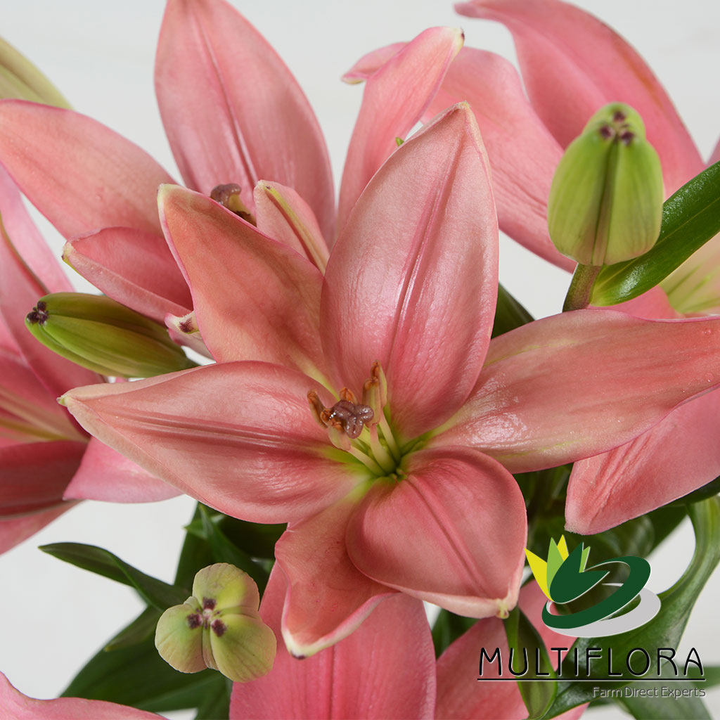 Lilies