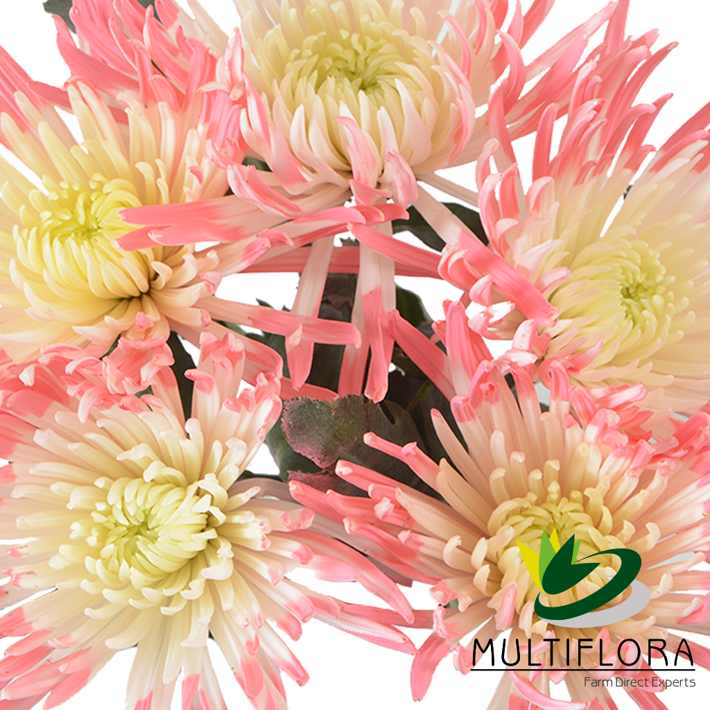 Painted | Dyed Flowers