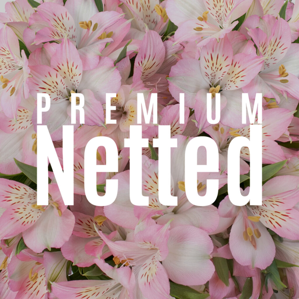 Alstroemeria Premium Netted