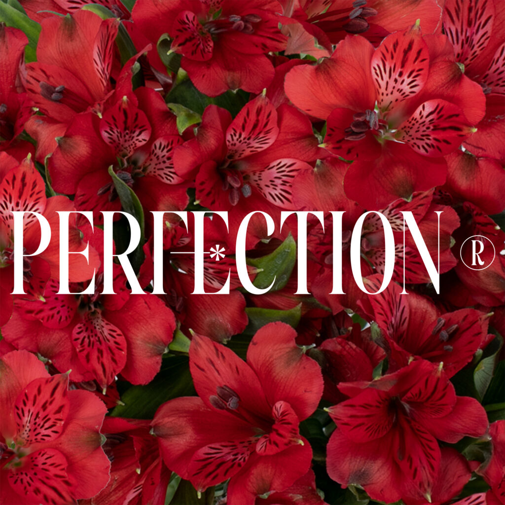Alstroemeria Perfection